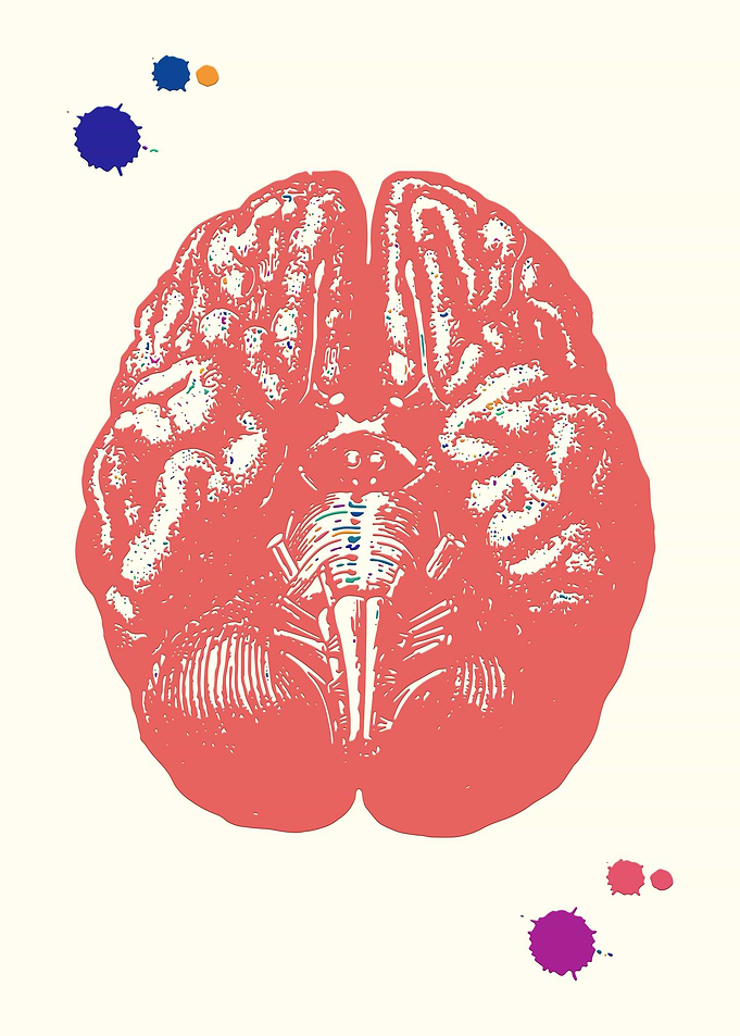Human Brain