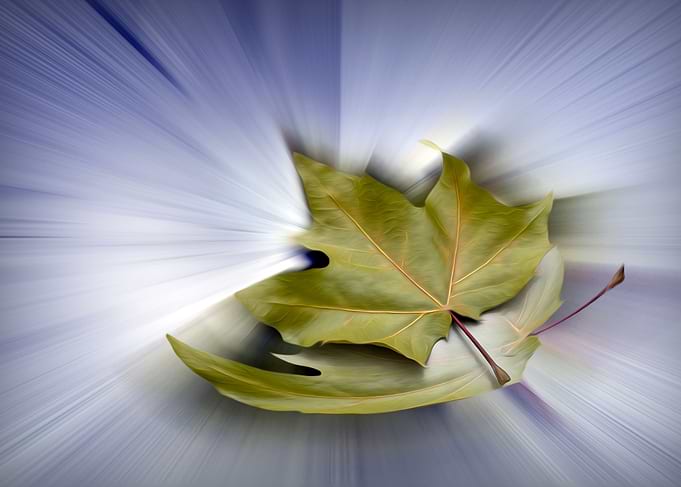 Flying maple leaves
