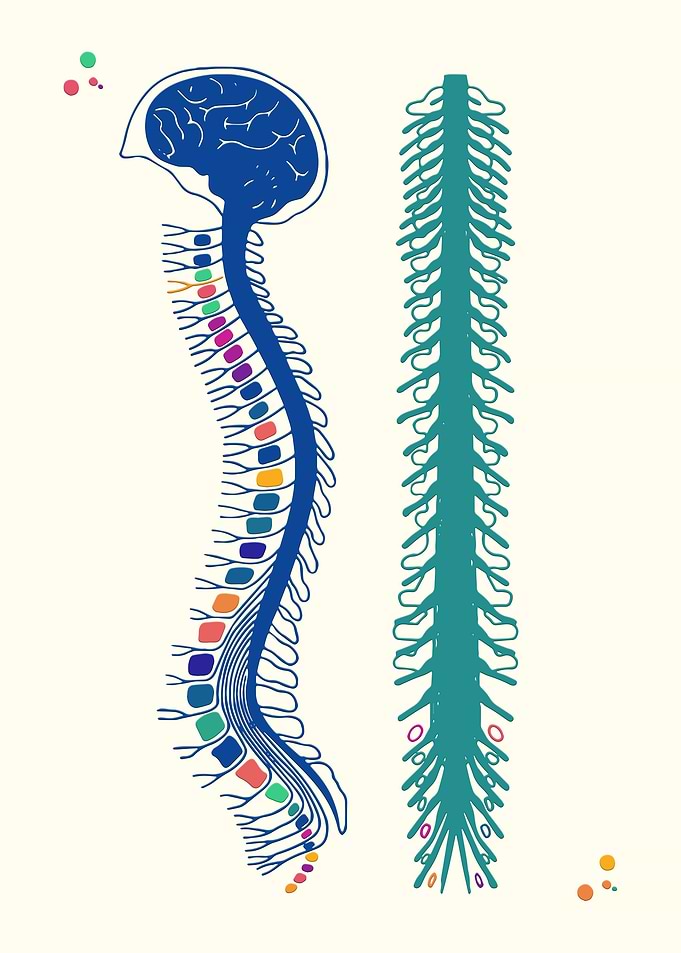 Spine