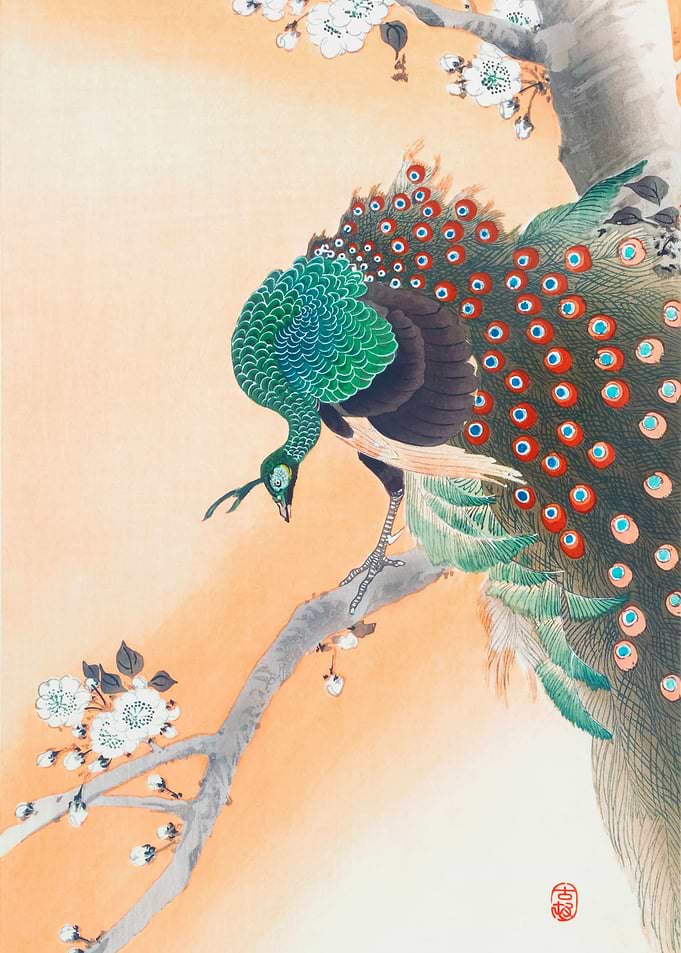 Peacock
