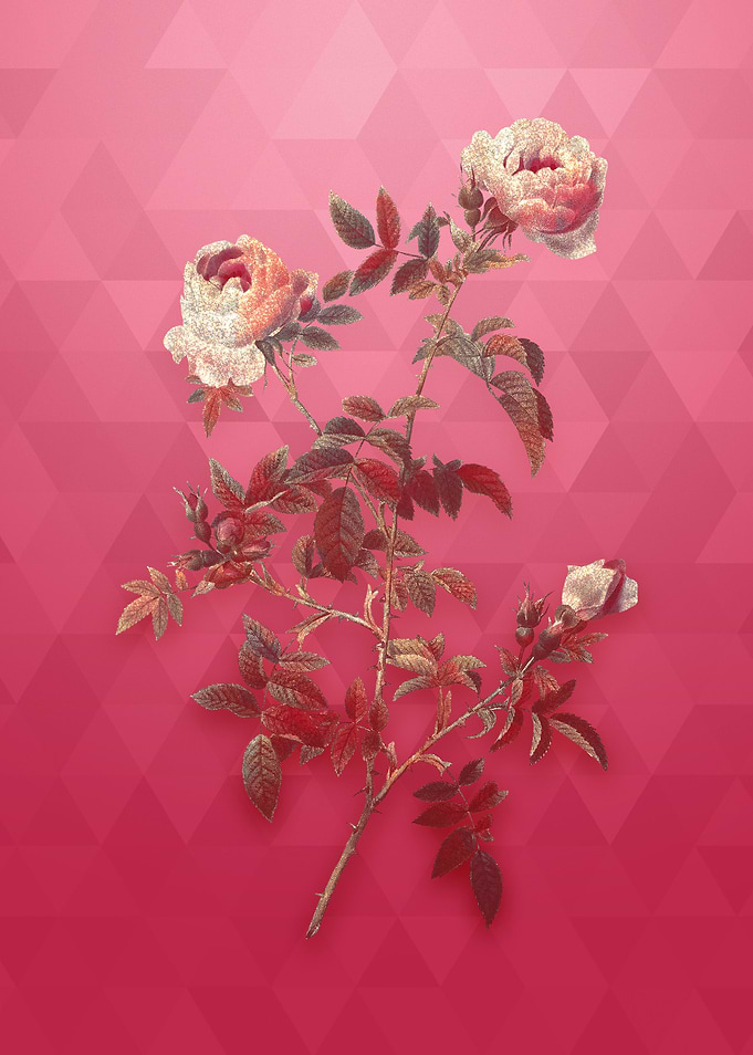 Rose of the Hedges on Red