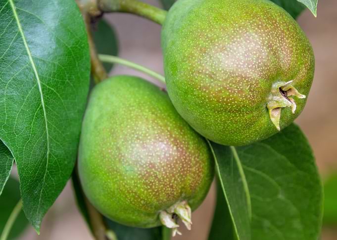 fruits pear