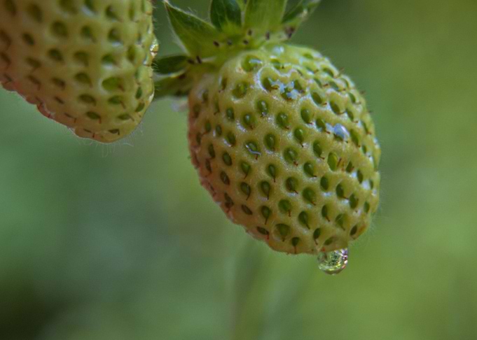 green strawberry