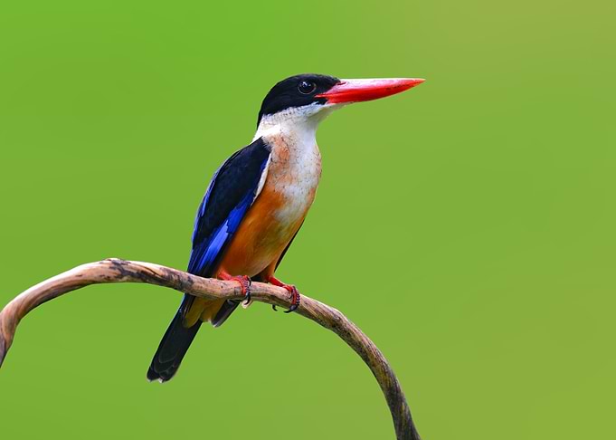Black Capped Kingfisher