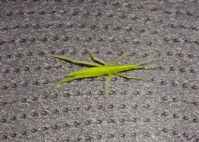 The Little Grass Hopper