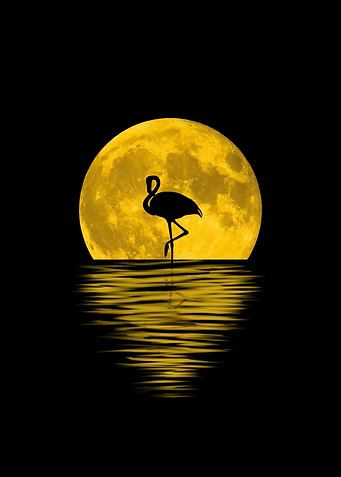 Flamingo Moon