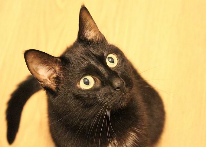 eyes cat