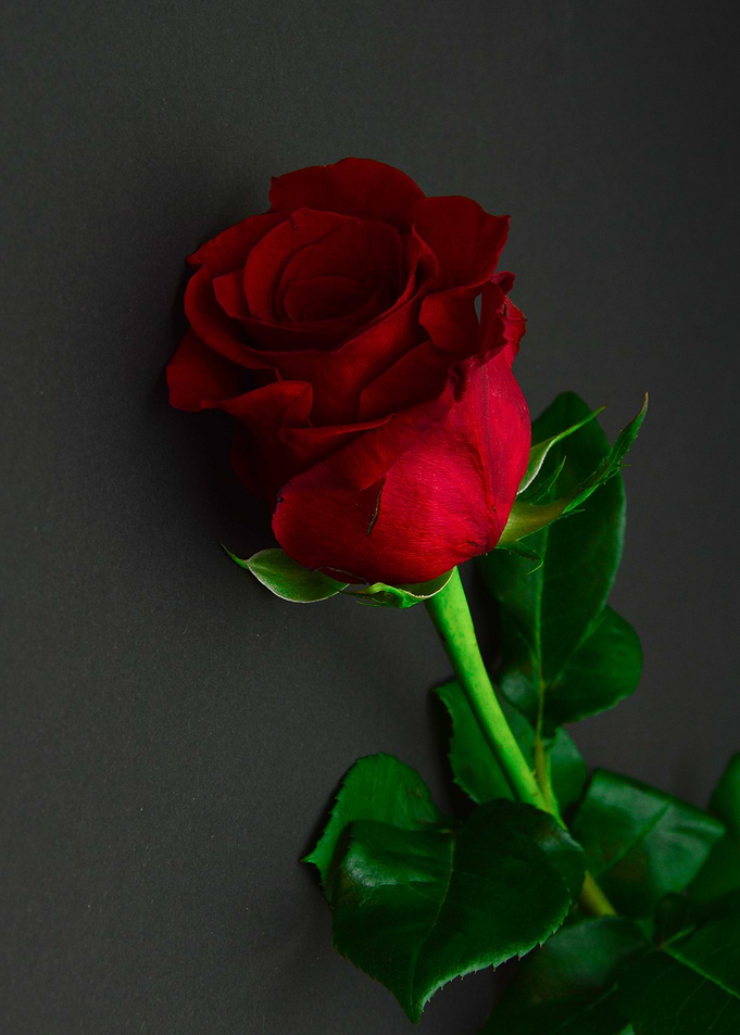 red rose