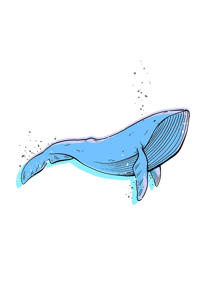 Lonely Whale