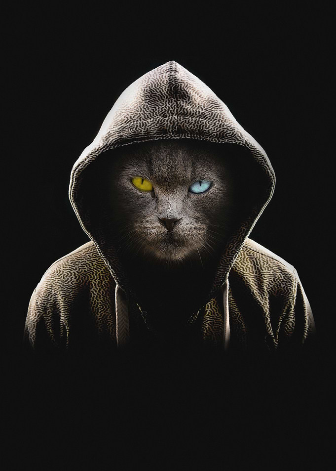 hooded Cat in the Darkness