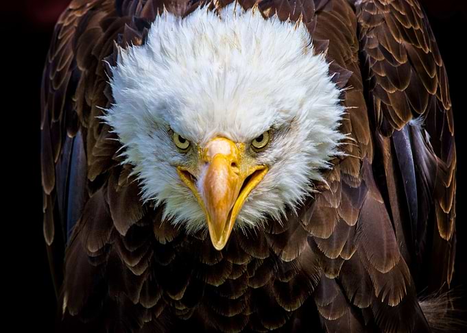 Bald Eagle Portrait