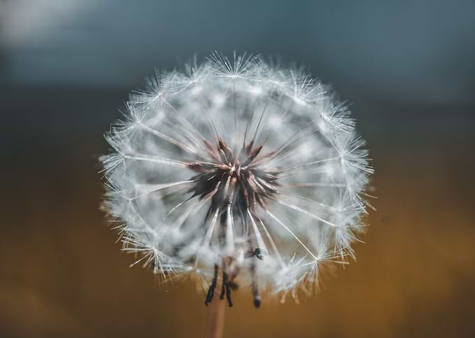 dandelion