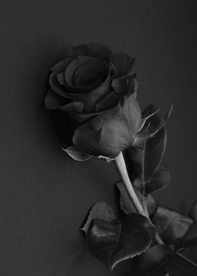 rose gray