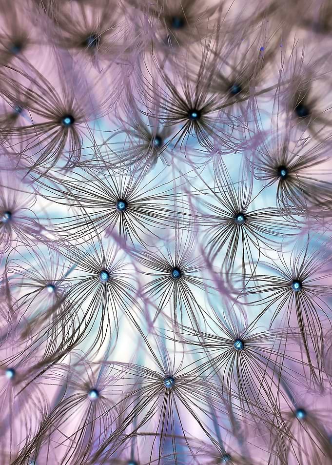 dandelion