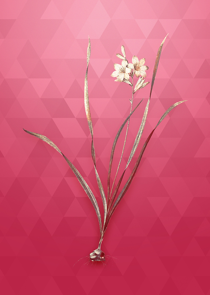 Gladiolus Lineatus on Red