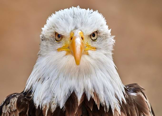 Bald Eagle Portrait