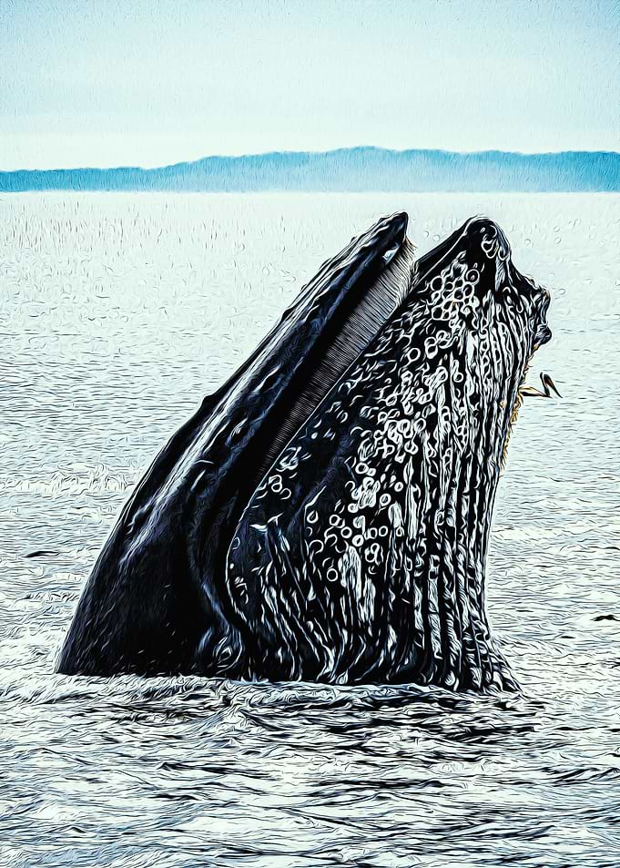 Whale