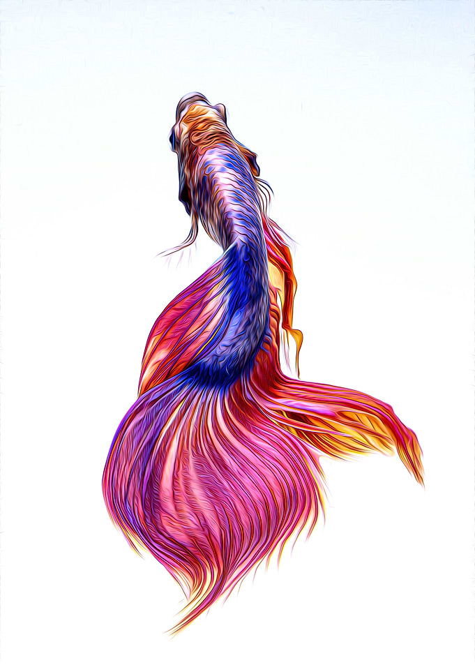 Betta