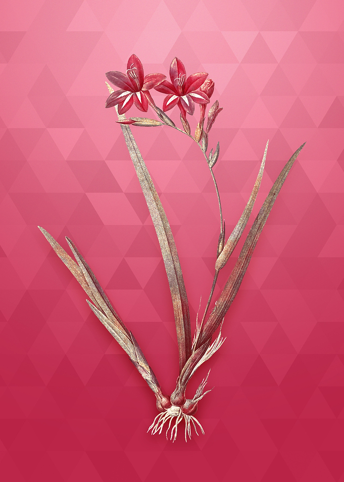 Gold Gladiolus Cardinalis