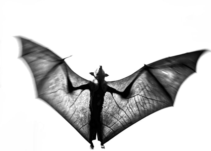 Fruit bat aka Flying fox