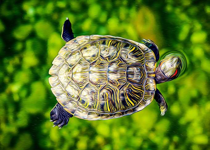 Turtle