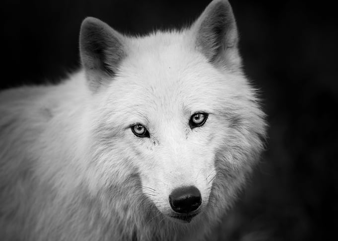 White Wolf Black and White