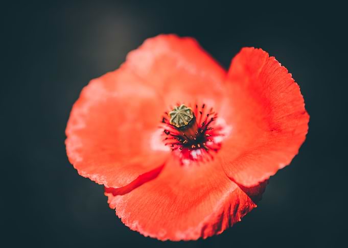 poppy