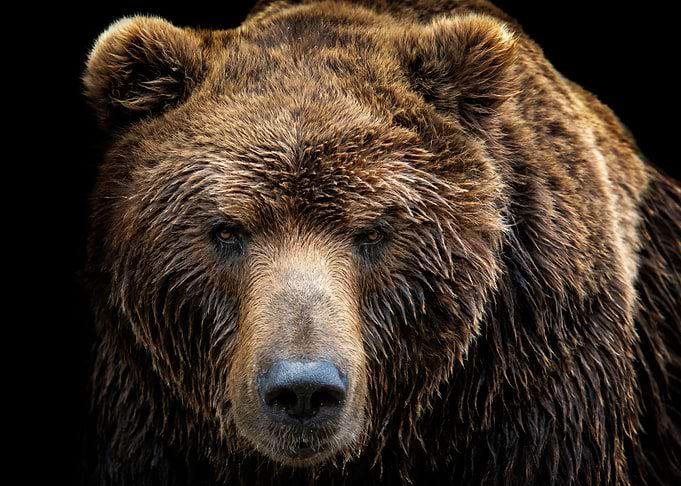 Brown Bear Face