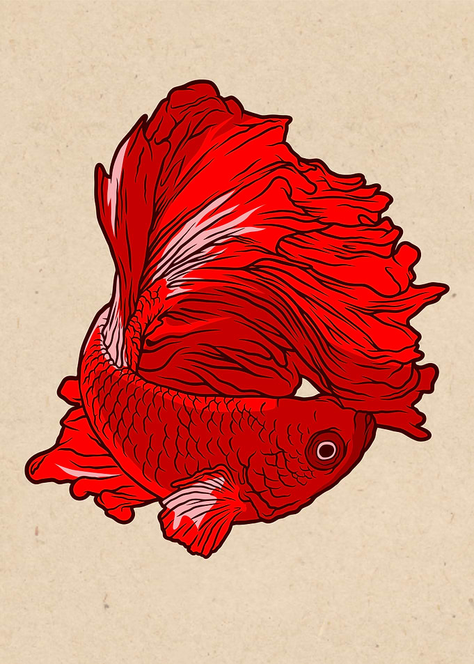 halfmoon betta
