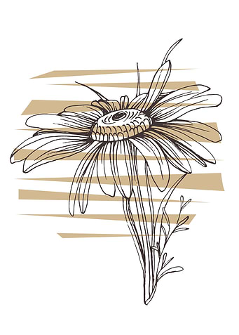 Chamomile and Daisy wheel