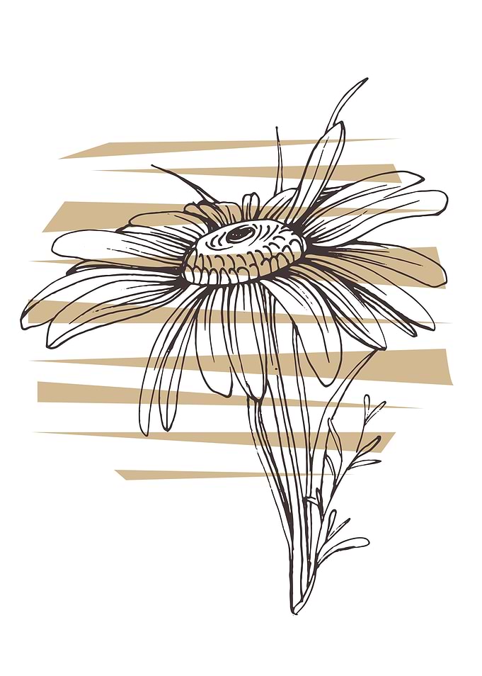 Chamomile and Daisy wheel