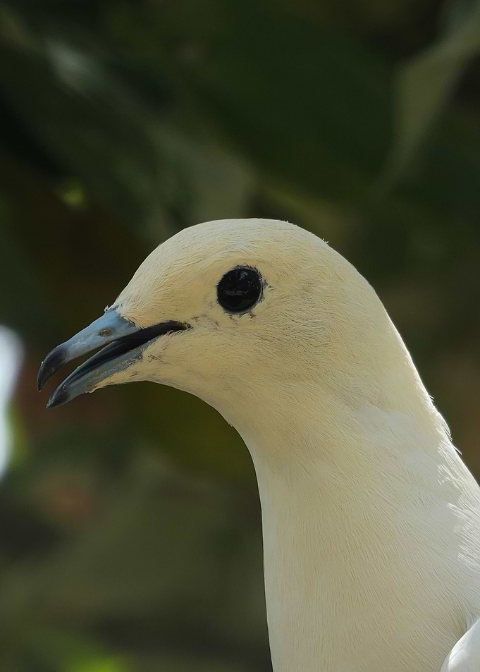 Exotic Bird Photography
