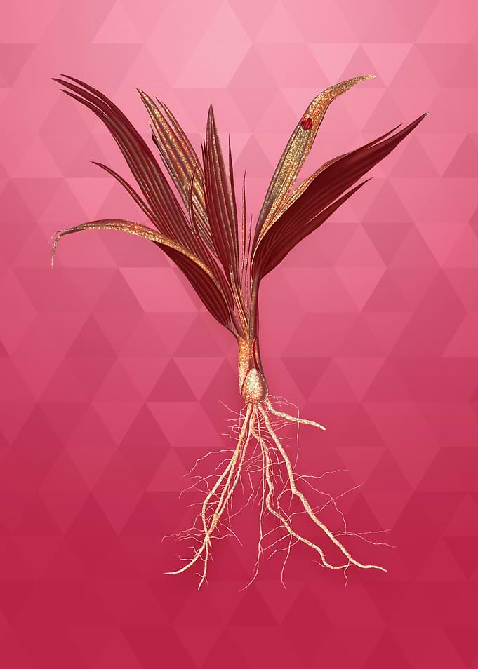Vintage Date Palm Tree