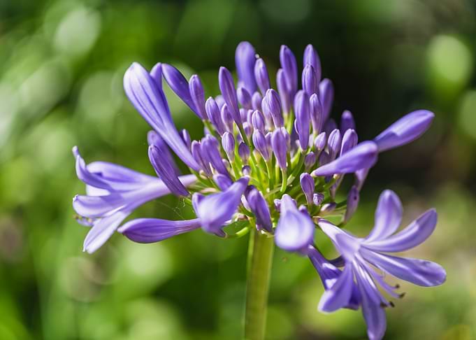 purple flower