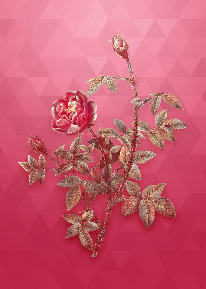 Moss Rose on Viva Magenta