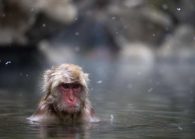 Taking a dip