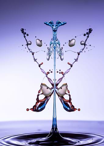 papillon