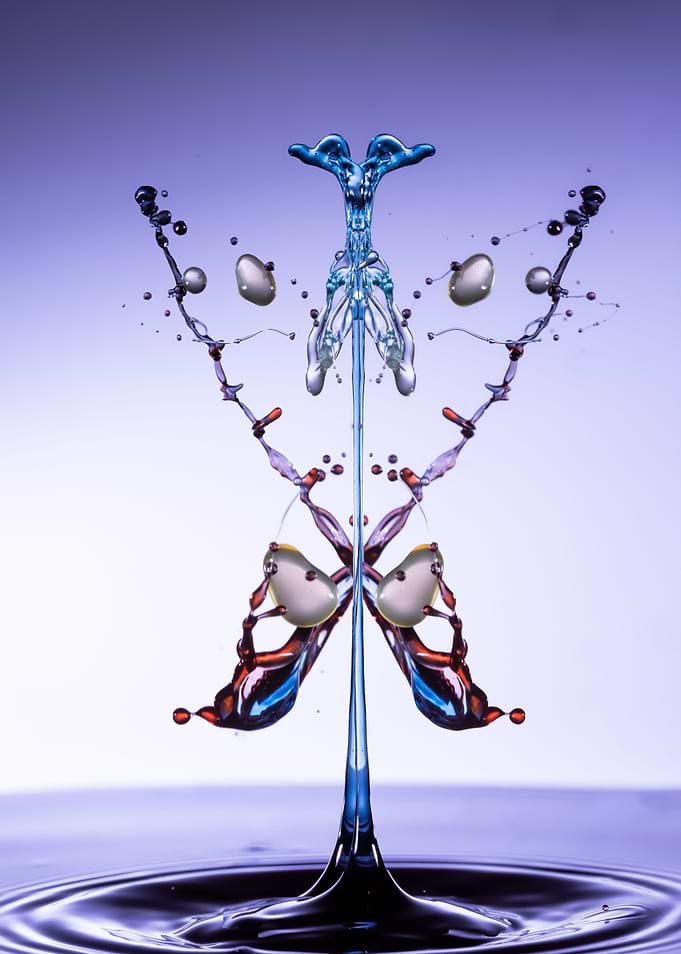 papillon