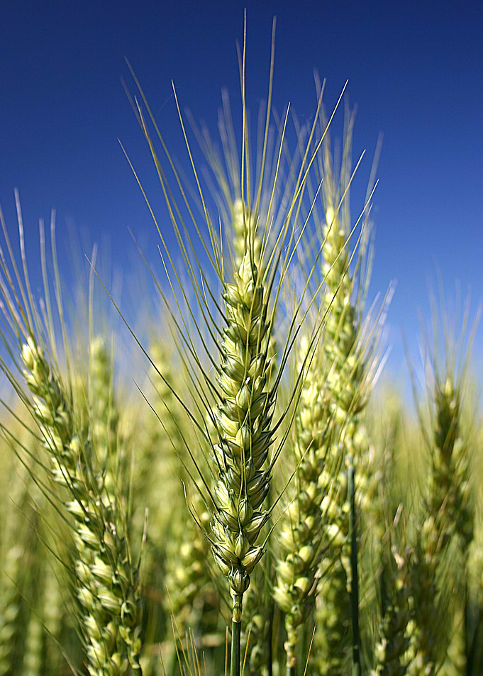 green wheat