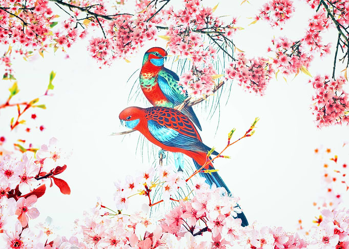 Parakeet in spring