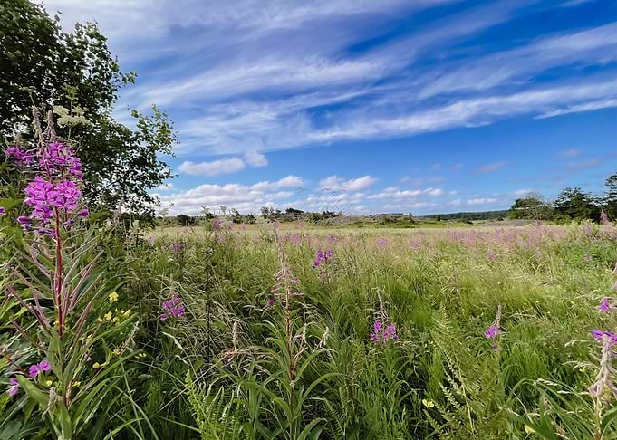 Sweden Landscape Flowers