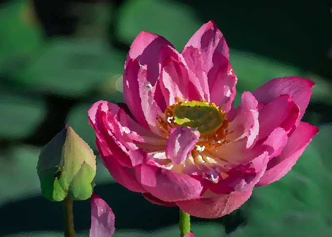 lotus