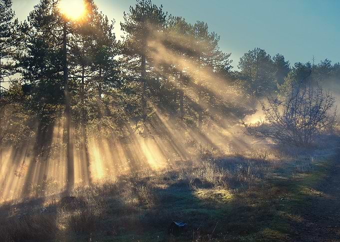 Golden Rays