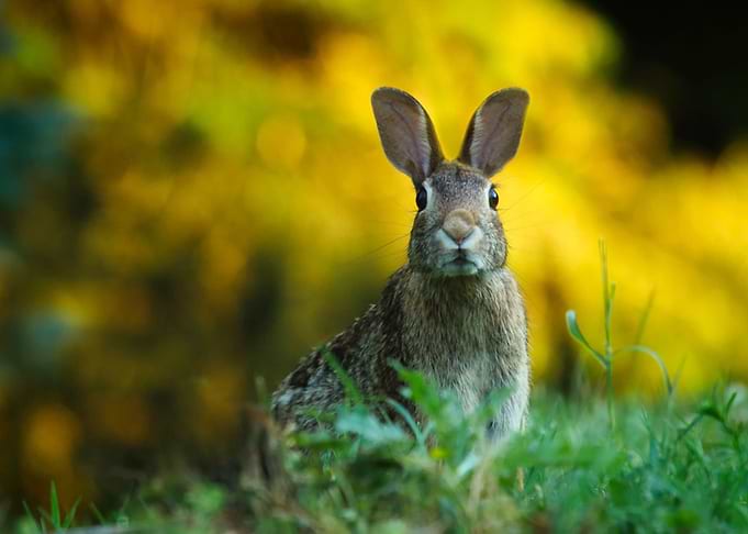 rabbit