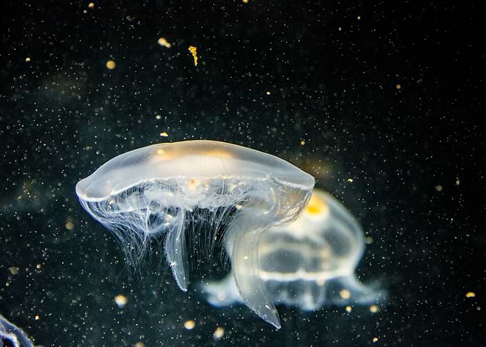 Unique Jellyfish