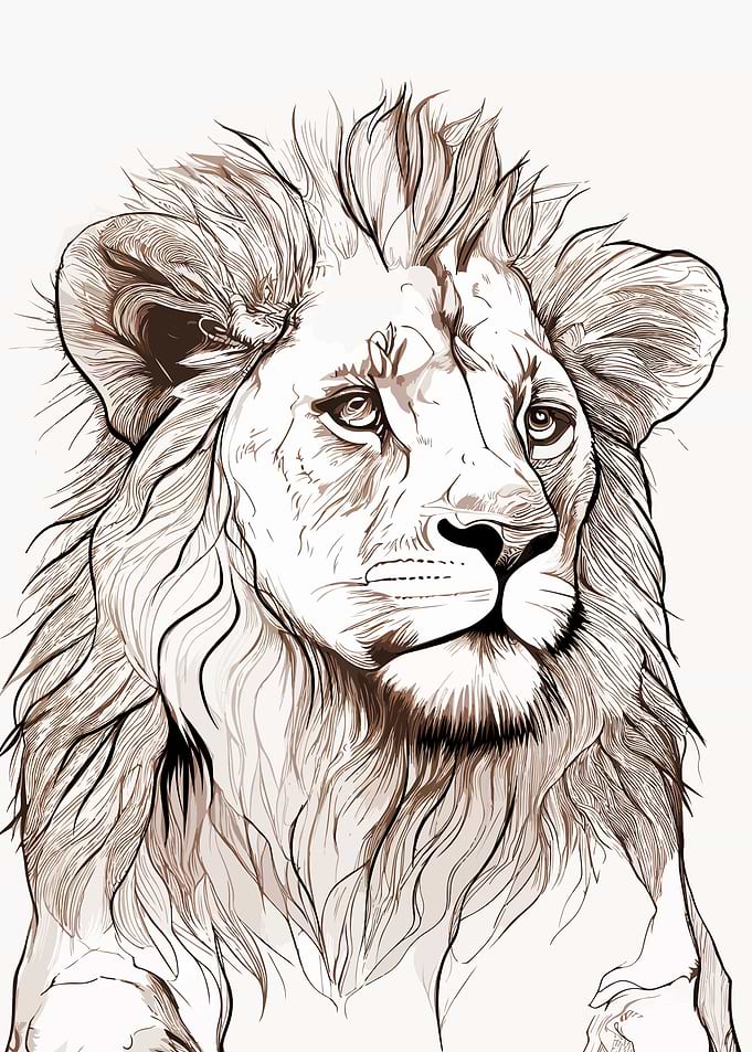 Lion face sketch