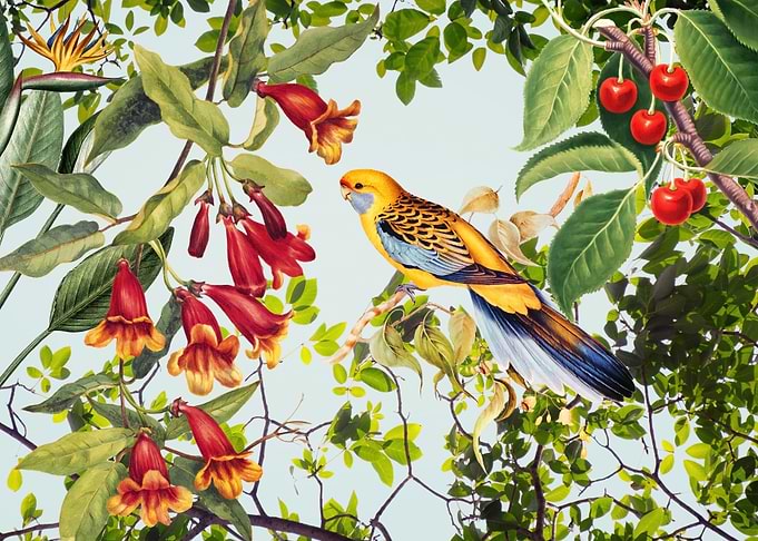Tropical bird