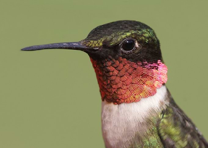 Ruby Throated Hummingbird