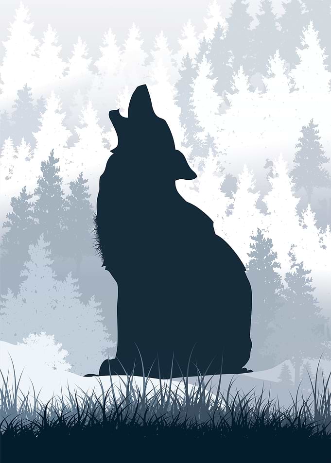 The Arctic wolf