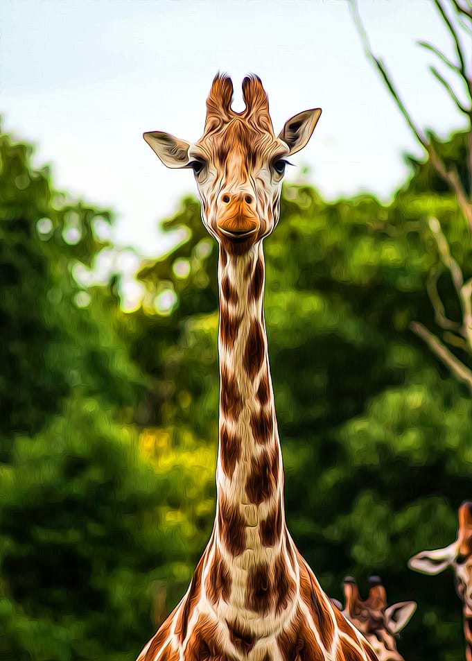 Giraffe
